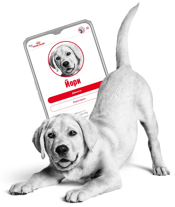 Royal Canin